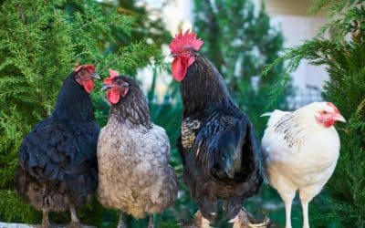 Miami : Les poules prennent le contrôle, les humains picorent l’explication