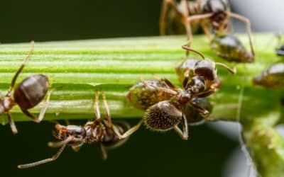 Deux Belges arrêtés au Kenya pour trafic de fourmis : l’empire du petit craque sous la pince