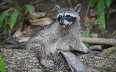 Ohio : un raton laveur arrêté avec une pipe à méth’ – Chewy, mascotte du chaos