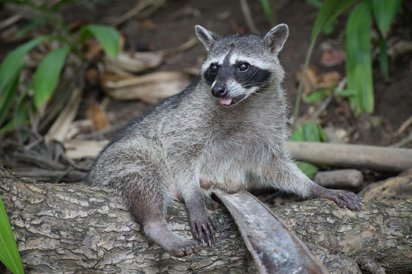 gray and white animal on brown tree branch