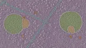 Image de tomographie cryo-électronique montrant deux hémifusomes