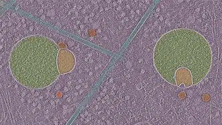Image de tomographie cryo-électronique montrant deux hémifusomes