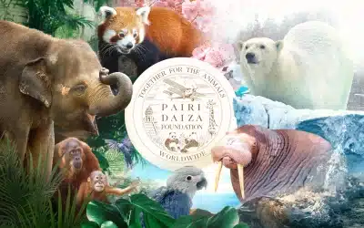 Pairi Daiza : deux otaries en furie font fermer le zoo !